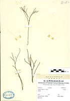 藏品(松葉蕨)的圖片